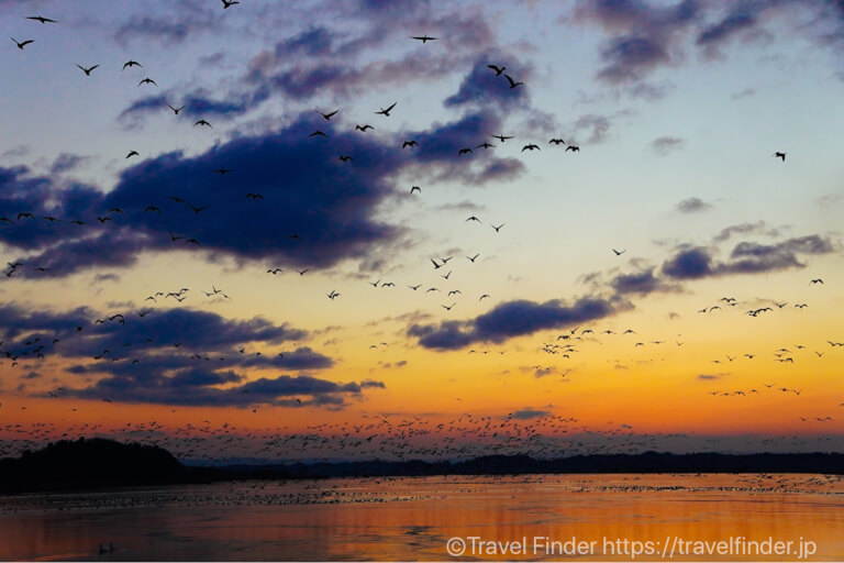 伊豆沼の写真。日の出とともに真雁の大群が大空に飛び立つ様は絶景です。