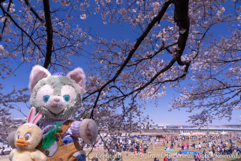 【宮城】8kmにわたる桜並木を見よう、桜名所100選一目千本桜