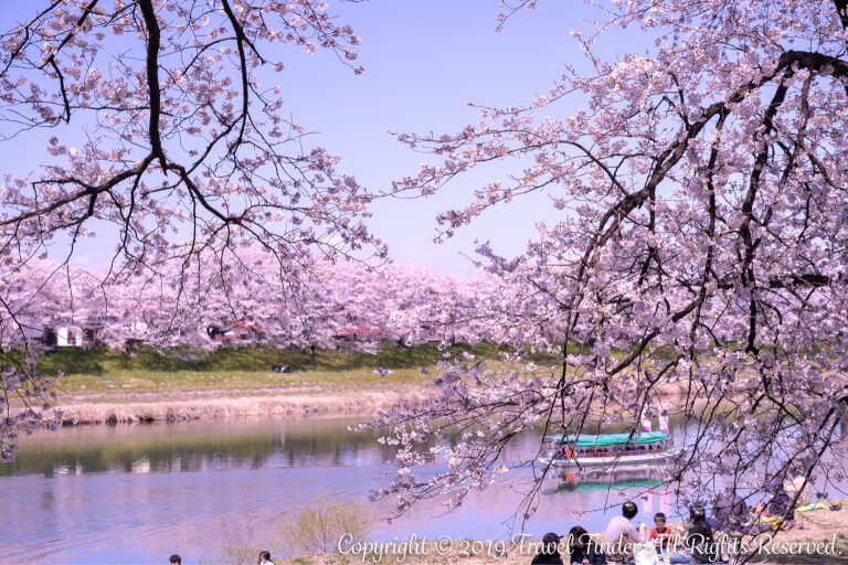 【宮城】8kmにわたる桜並木を見よう、桜名所100選一目千本桜